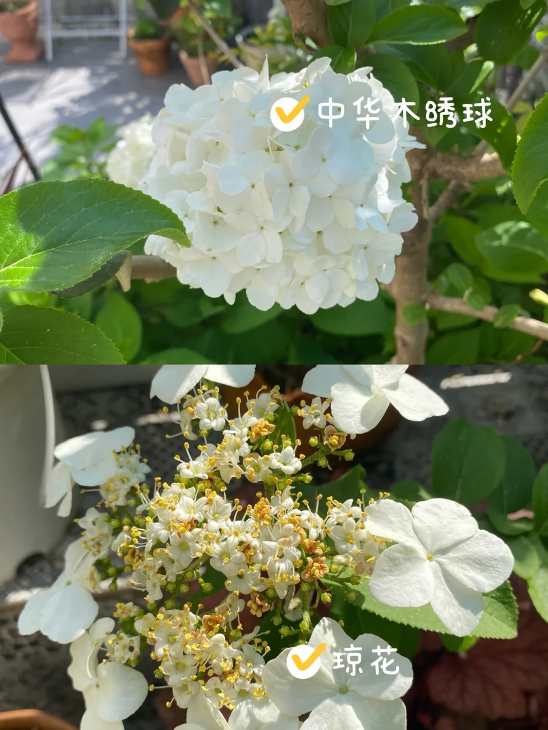 花1500元买的中华木绣球,开出来却是琼花?秋天种下前,先把这笔白花账算清