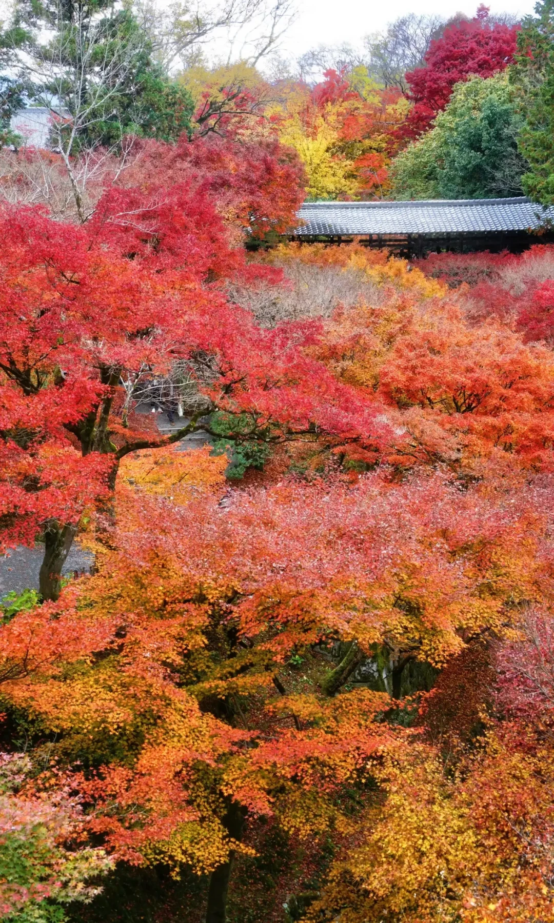 京都红叶季进入预订深水区：机票比去年贵出一倍，热门日期酒店一万一晚，现在动手还来得及吗