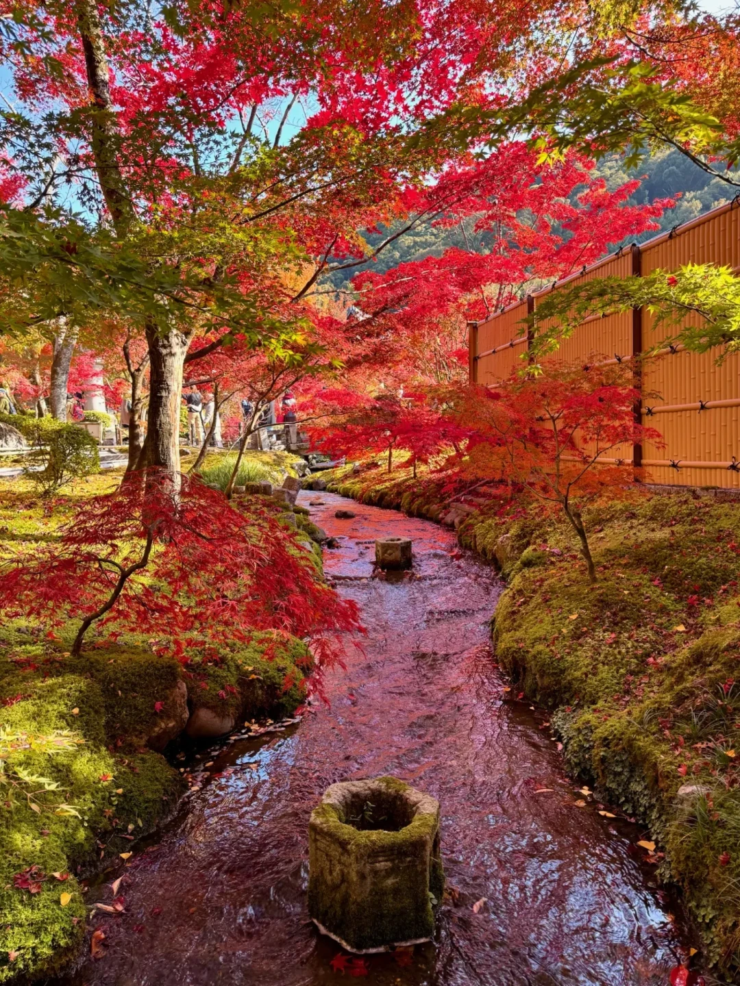 京都红叶季进入预订深水区：机票比去年贵出一倍，热门日期酒店一万一晚，现在动手还来得及吗