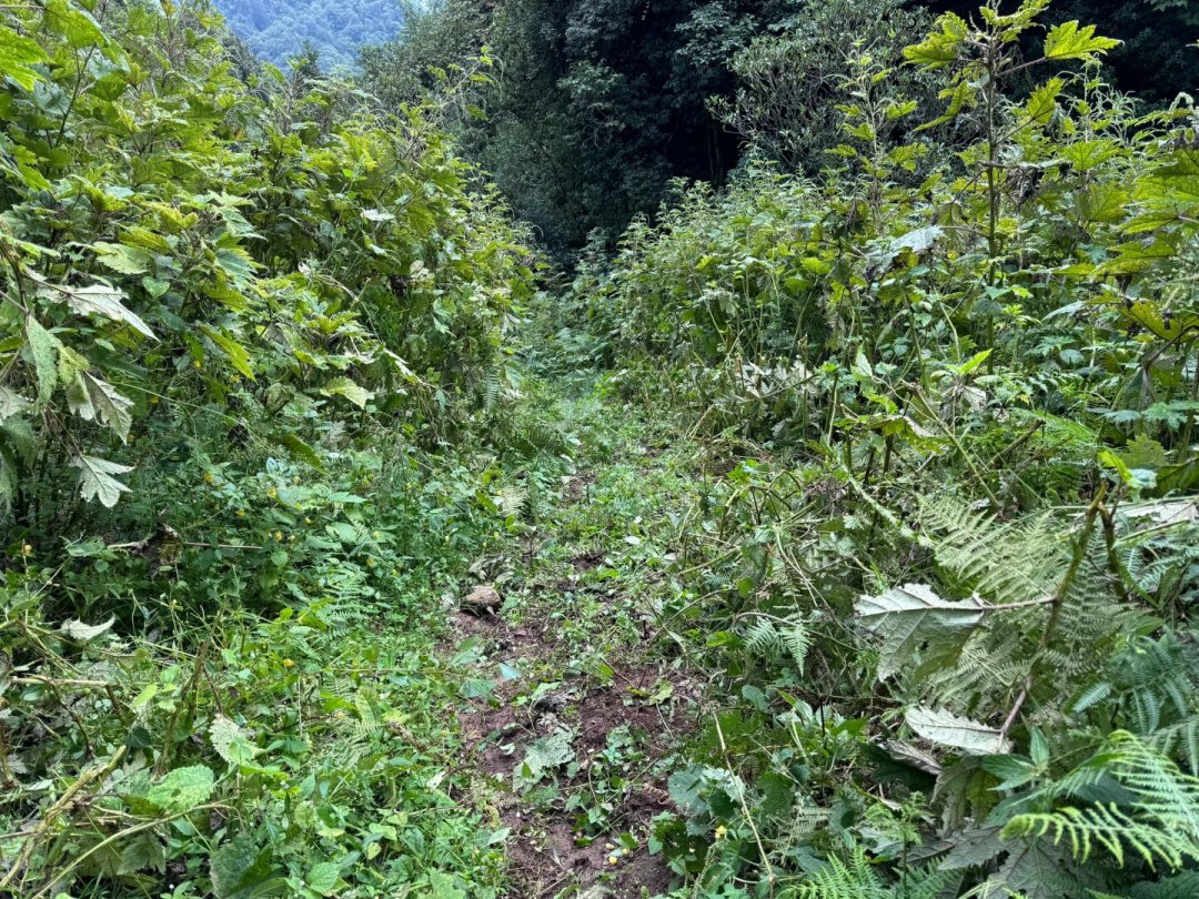 草长没了路、封路、雨后:我把8月林道路况翻了一遍,整理成一份判断清单