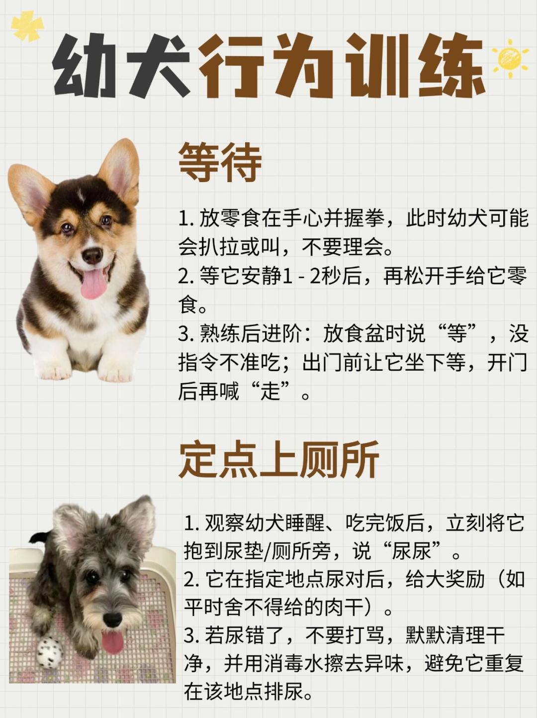 从一千多到15800元，训犬学校是不是智商税？四条花钱路径对比完再掏钱