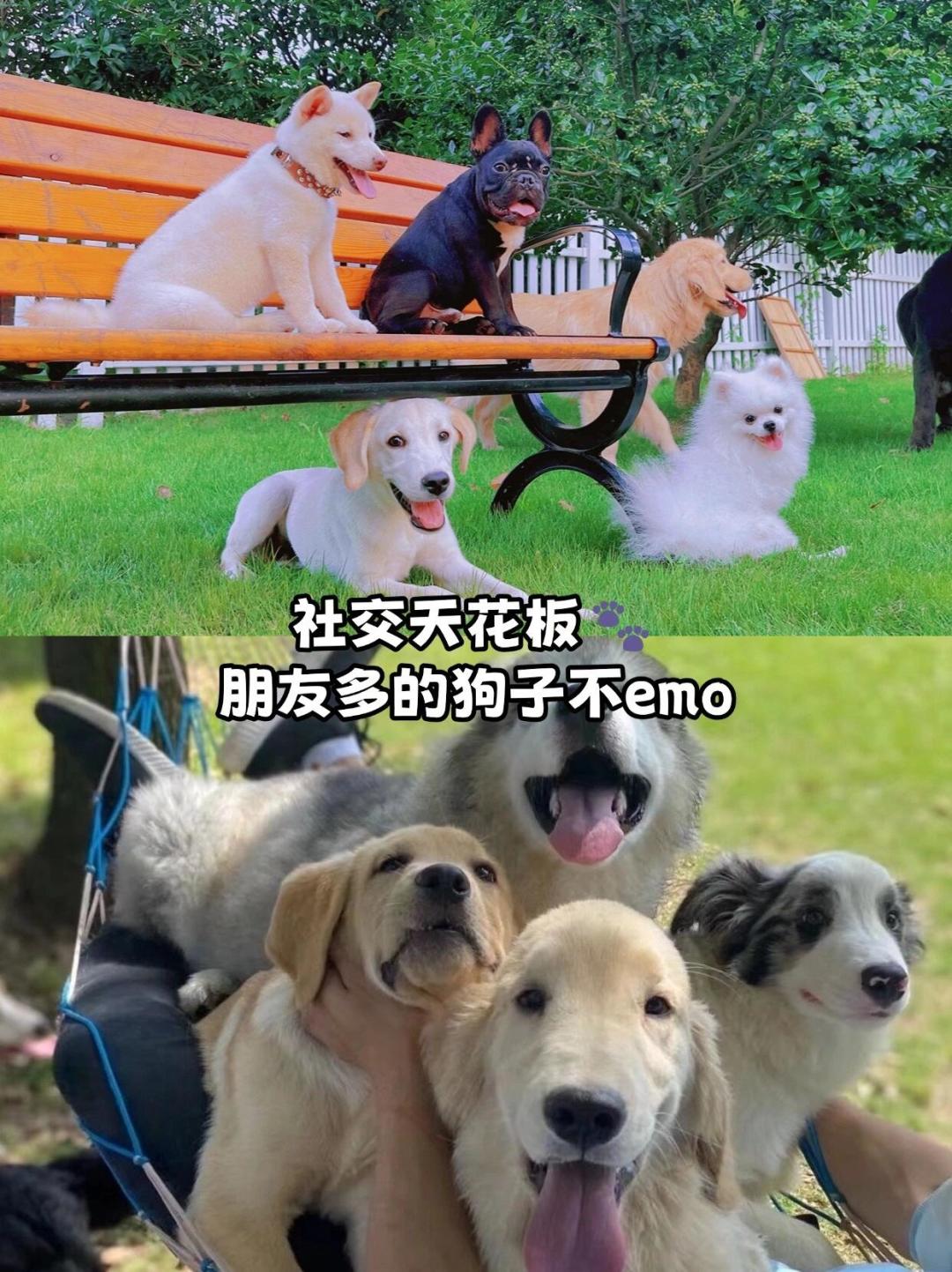 从一千多到15800元，训犬学校是不是智商税？四条花钱路径对比完再掏钱