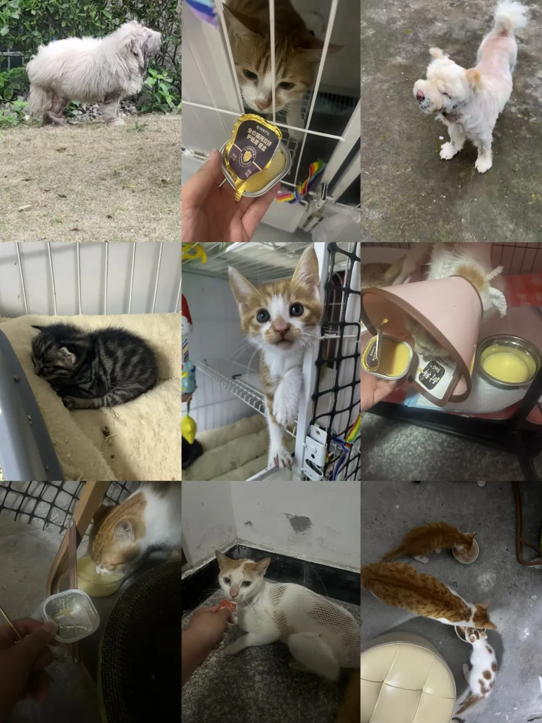 骗捐250万,只有3000元花在狗身上:给流浪动物捐爱心前的避坑清单和靠谱渠道
