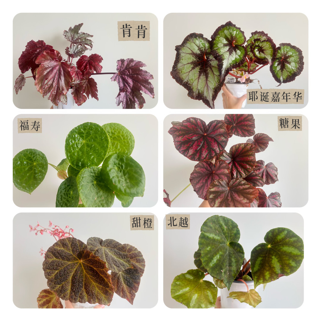 秋天还没到，先别急着掏钱：8月底植物角“备秋”时间表