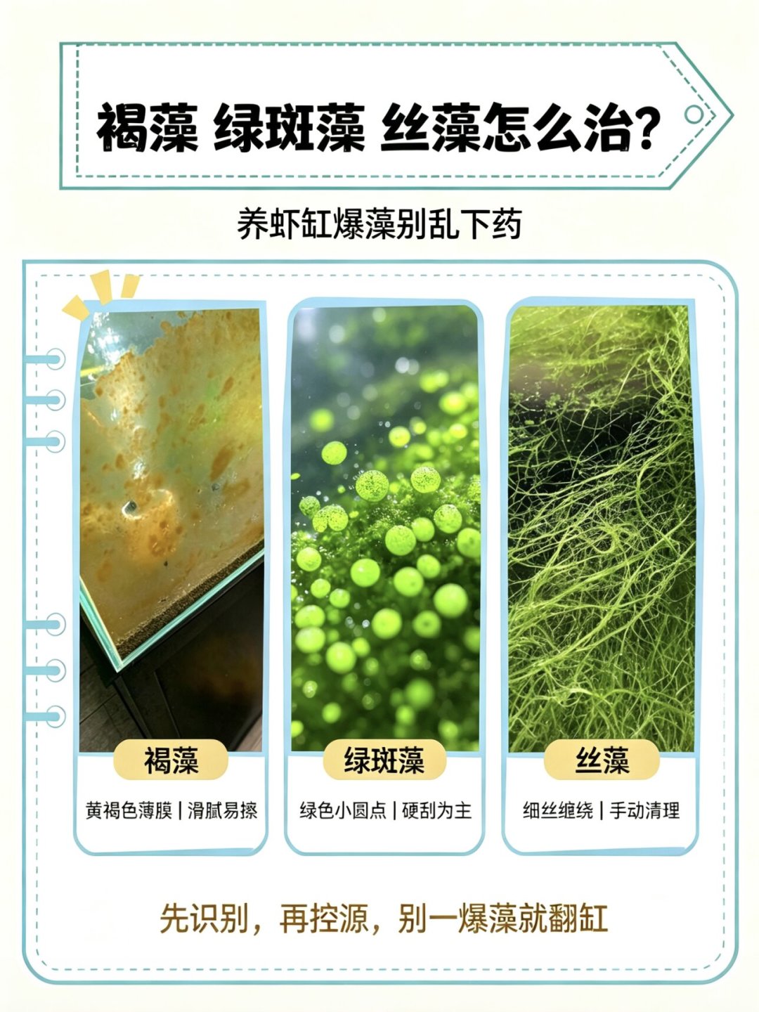 鱼缸一夜爆藻,先别急着刮也别急着买螺:翻完三个平台这周的爆藻帖,6种藻6种来头,3条红线别踩