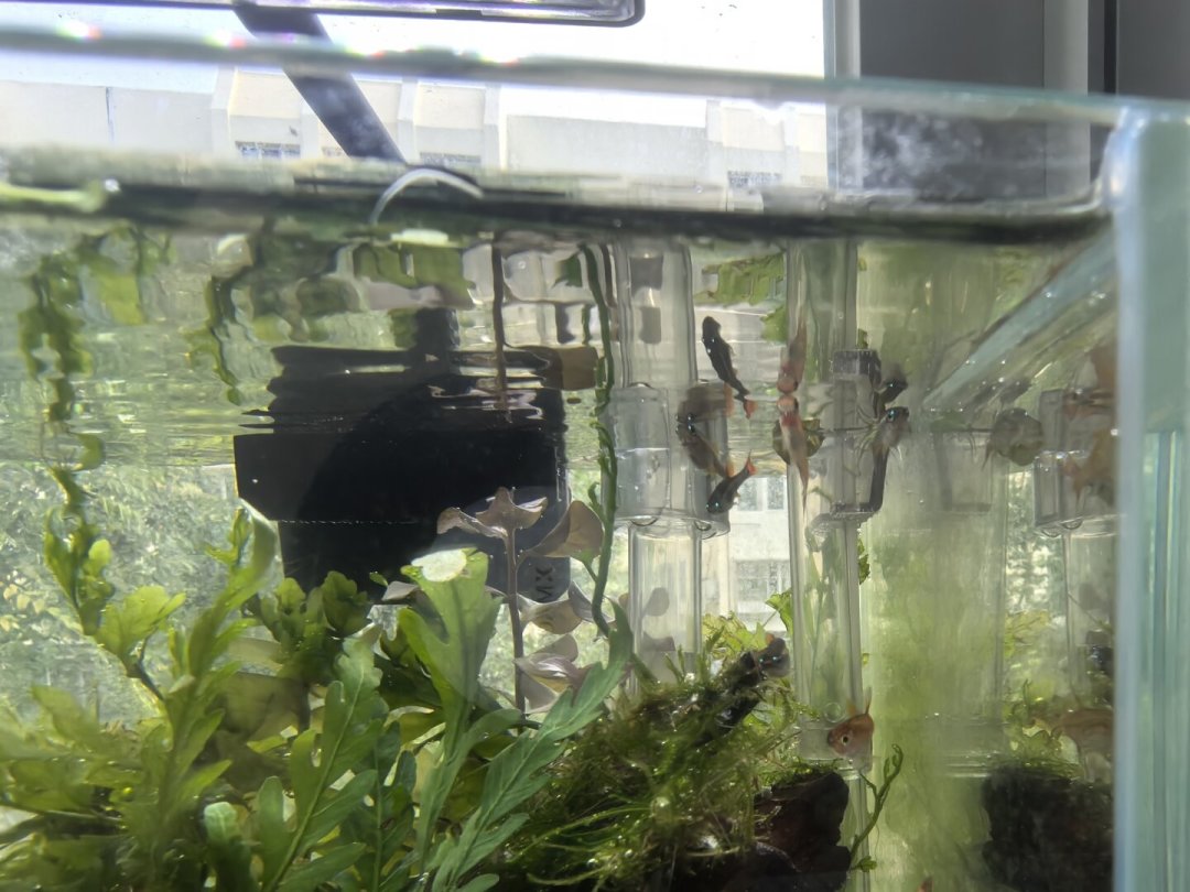 气泡多≠氧气足:翻完这轮高温的浮头求助帖和吵架帖,真正缺氧死的鱼,集中在这3个时间段