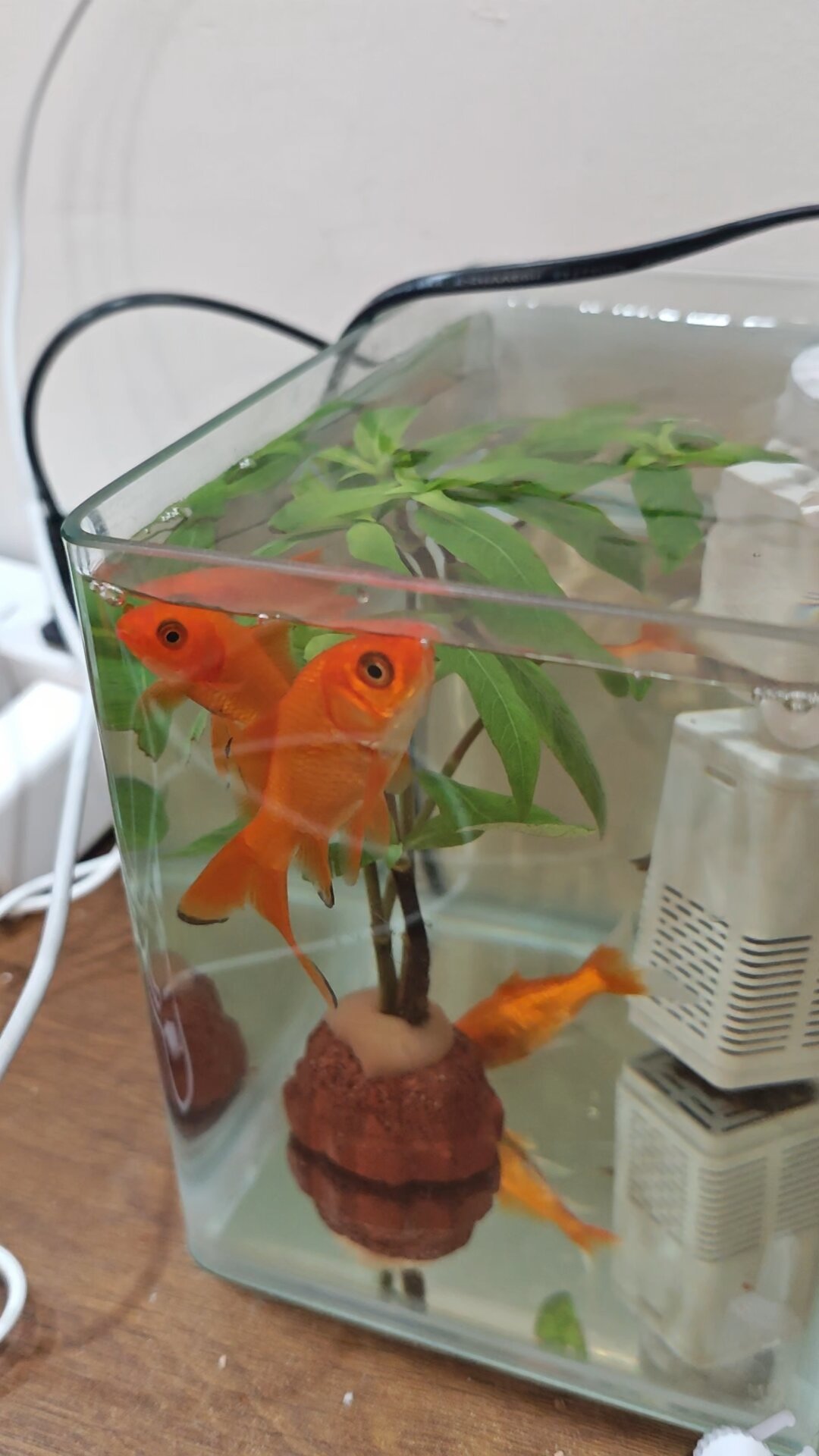 气泡多≠氧气足:翻完这轮高温的浮头求助帖和吵架帖,真正缺氧死的鱼,集中在这3个时间段