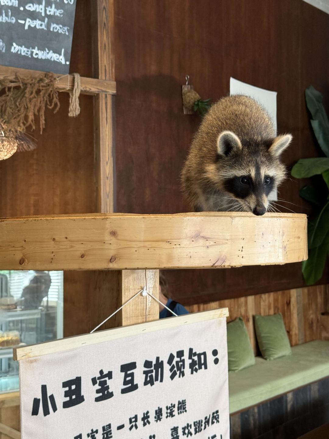 宠物浣熊从1万跌到1千,劝退帖却获赞12万:这只看着便宜的“干脆面”,贵在全款之后