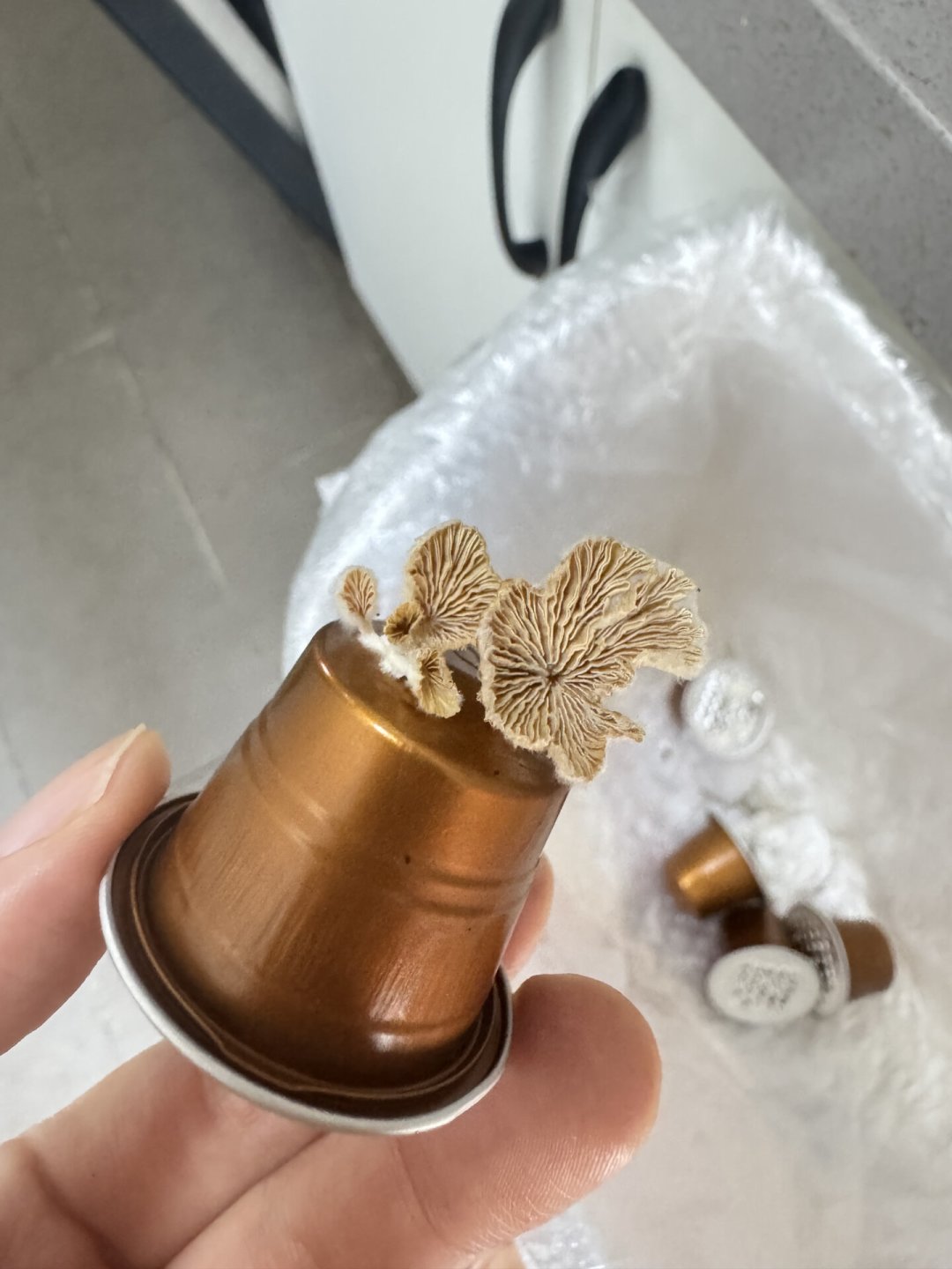 胶囊咖啡机不出水不一定是坏了:翻了几十条踩坑帖,最便宜的洗法20块,最贵的花了150