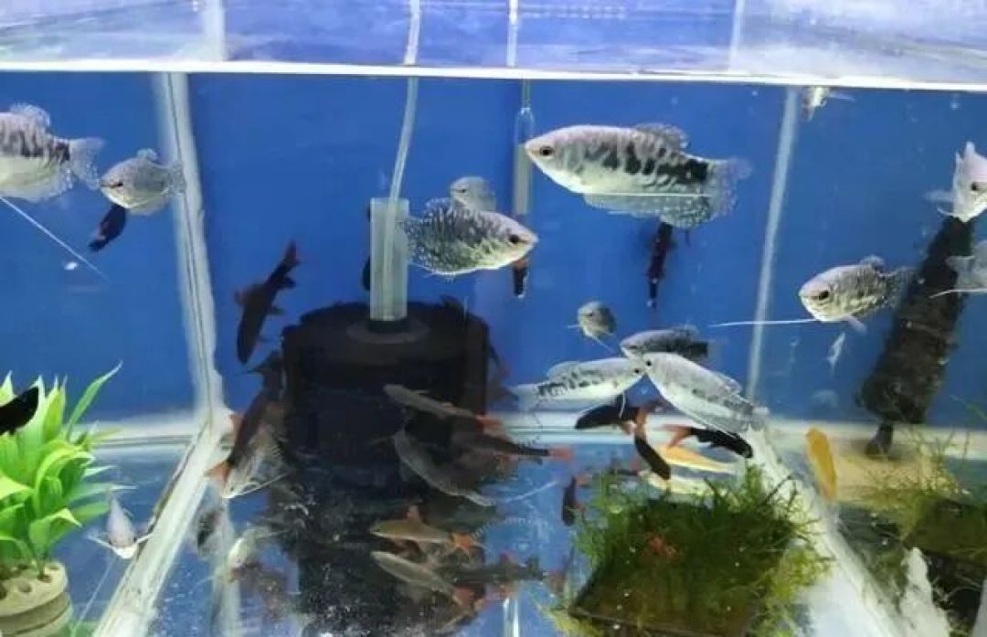 水温一降就开始买鱼,但秋天恰恰是团灭高发季:翻完三个平台的合缸帖,最容易错的是这一步