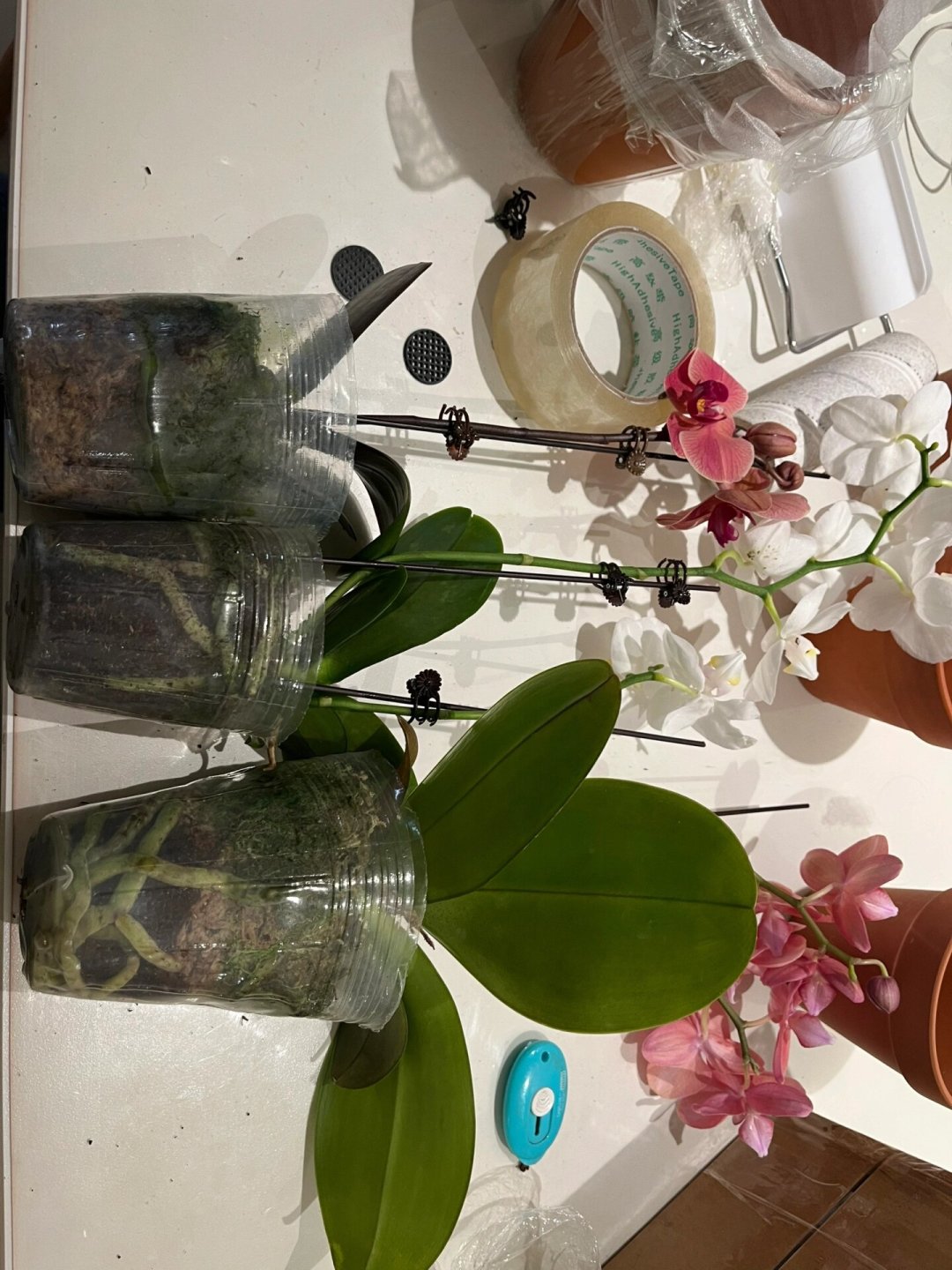 59.8元的橡皮树,18天爬出4条蛇:翻了近期几十篇买植物避雷帖,我把秋植季网购绿植最容易踩的坑和到手怎么办理清了