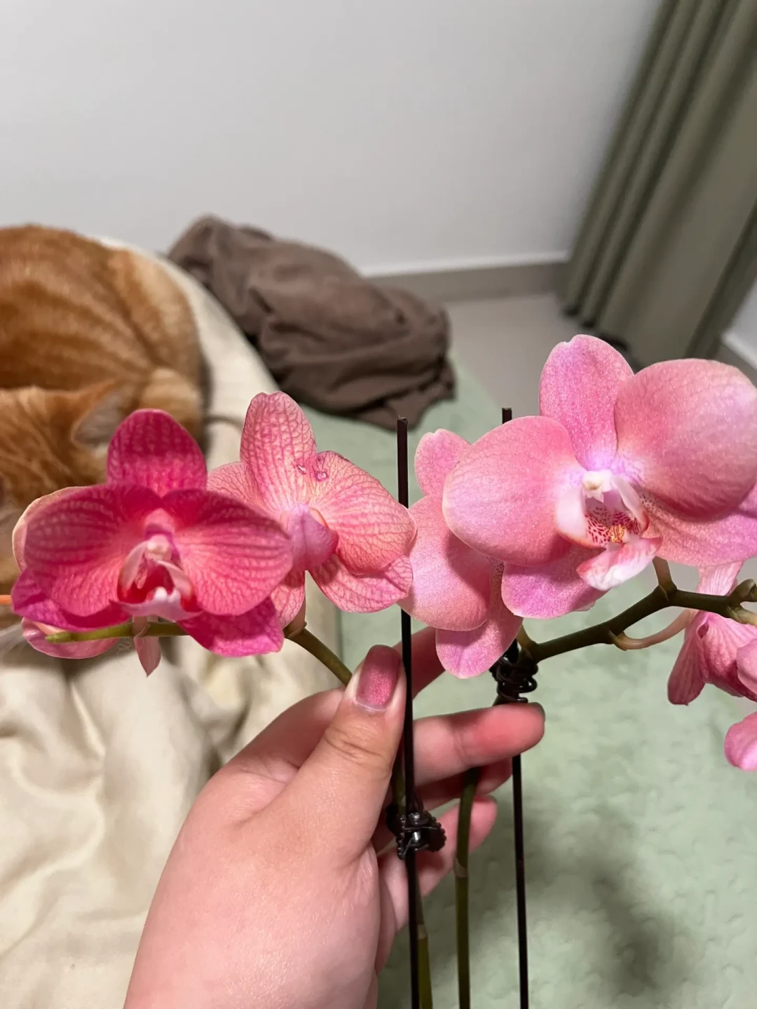 59.8元的橡皮树,18天爬出4条蛇:翻了近期几十篇买植物避雷帖,我把秋植季网购绿植最容易踩的坑和到手怎么办理清了