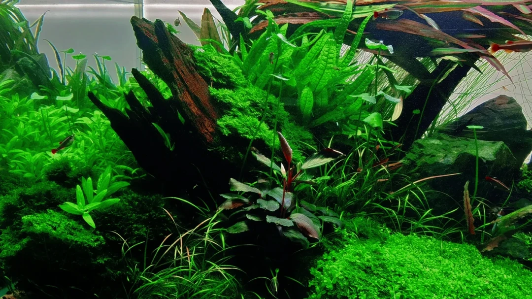 备赛8个月只排601名,有人养缸2年最后不参赛了:IAPLC放榜季,我把参赛缸的钱哪些值得家里花理清了