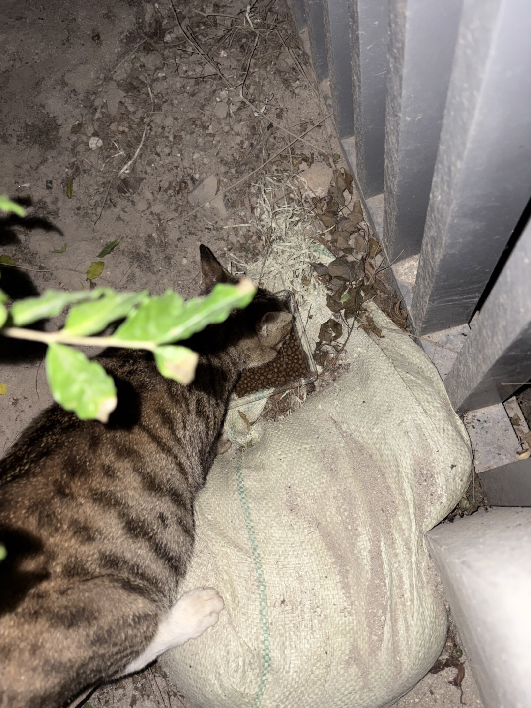 粤桂闽进入台风时间:在小区喂流浪猫的你,风没来之前把这4件事做掉,风过了先查3处