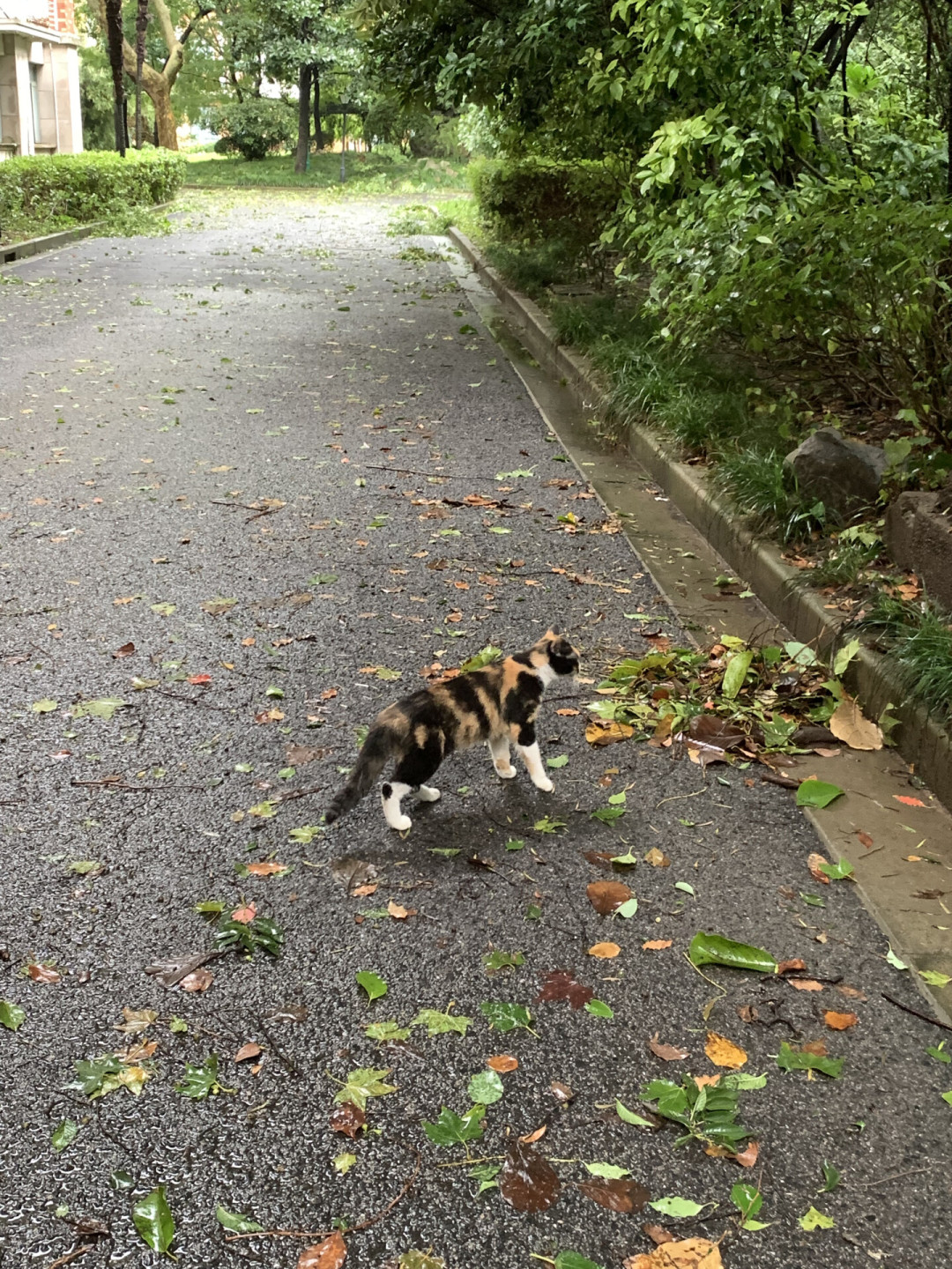 粤桂闽进入台风时间:在小区喂流浪猫的你,风没来之前把这4件事做掉,风过了先查3处