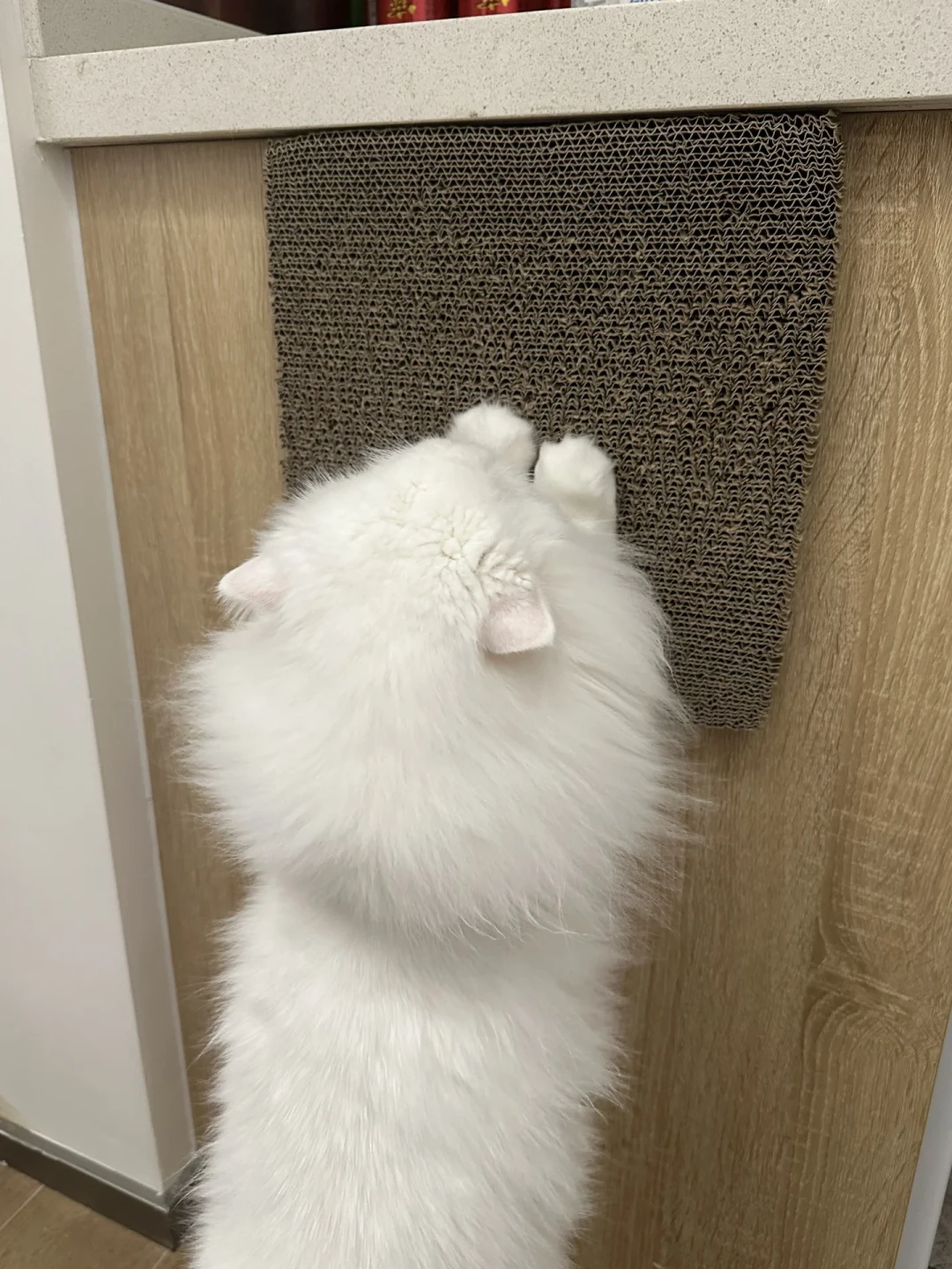猫抓板几十块,押金一千八:翻完十几条墙皮翻车帖,租房养猫先算这本账