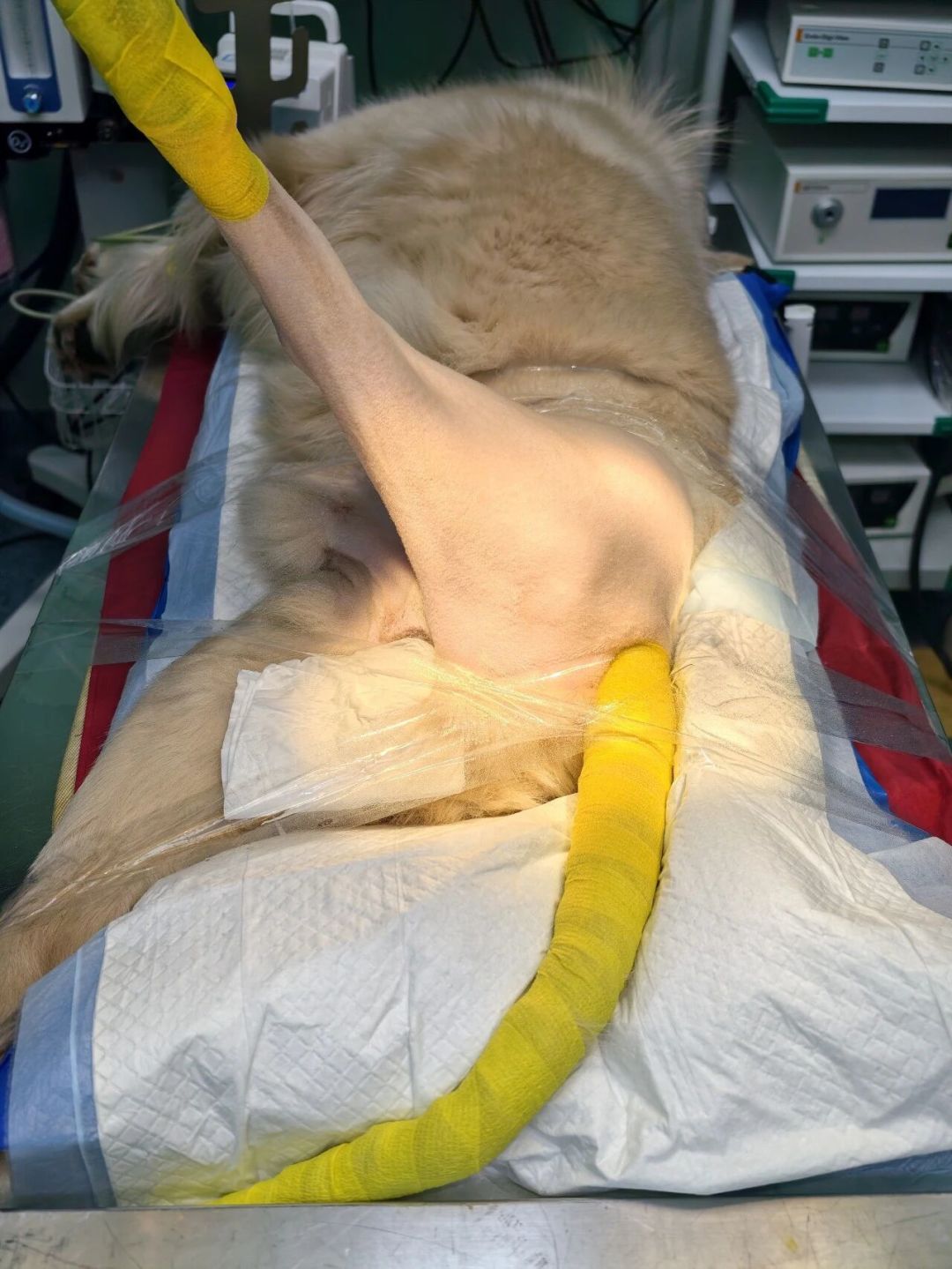 大型犬髋关节发育不良:从几百元筛查到8万置换,钱该花在哪一步