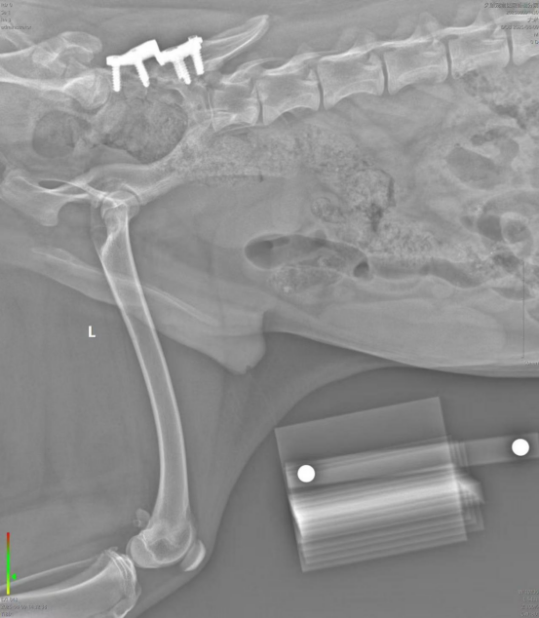 大型犬髋关节发育不良:从几百元筛查到8万置换,钱该花在哪一步