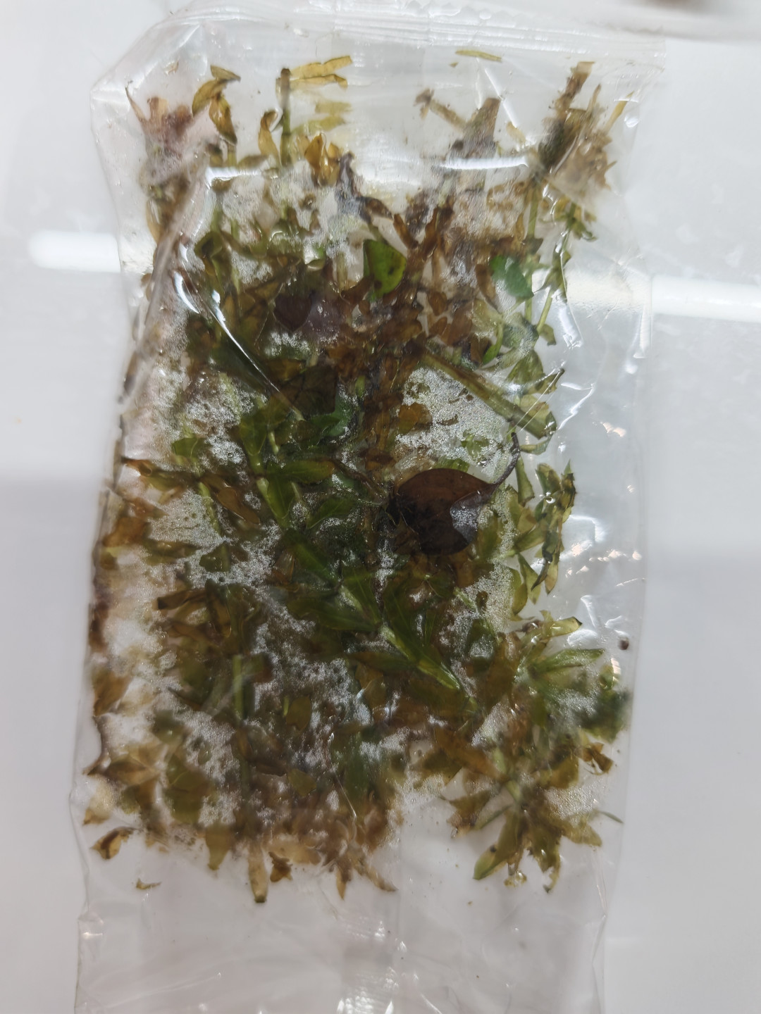 高温期买的水草,很多是