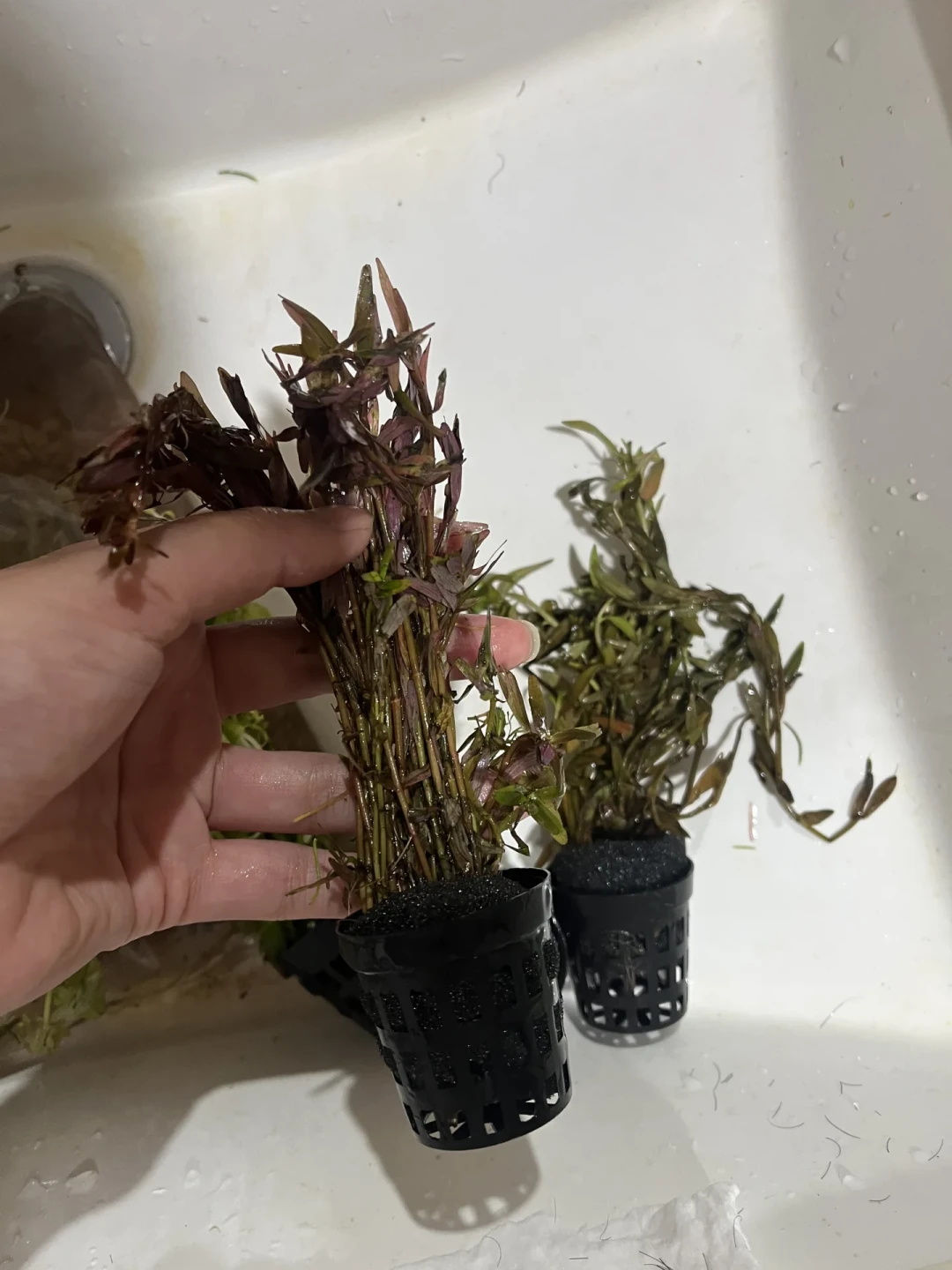 高温期买的水草,很多是