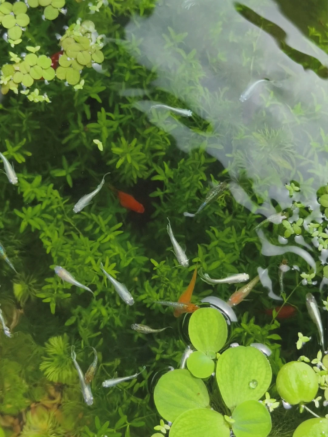 高温期买的水草,很多是