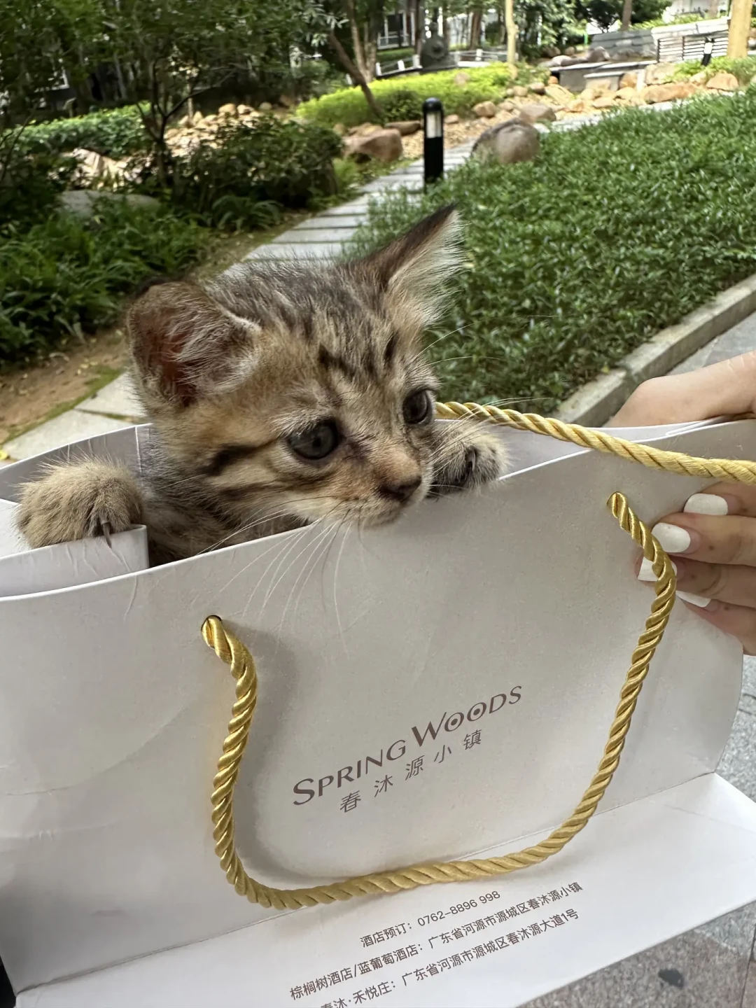 救一只流浪猫到底要花多少钱？翻完全网真实账单，我发现差距将近80倍