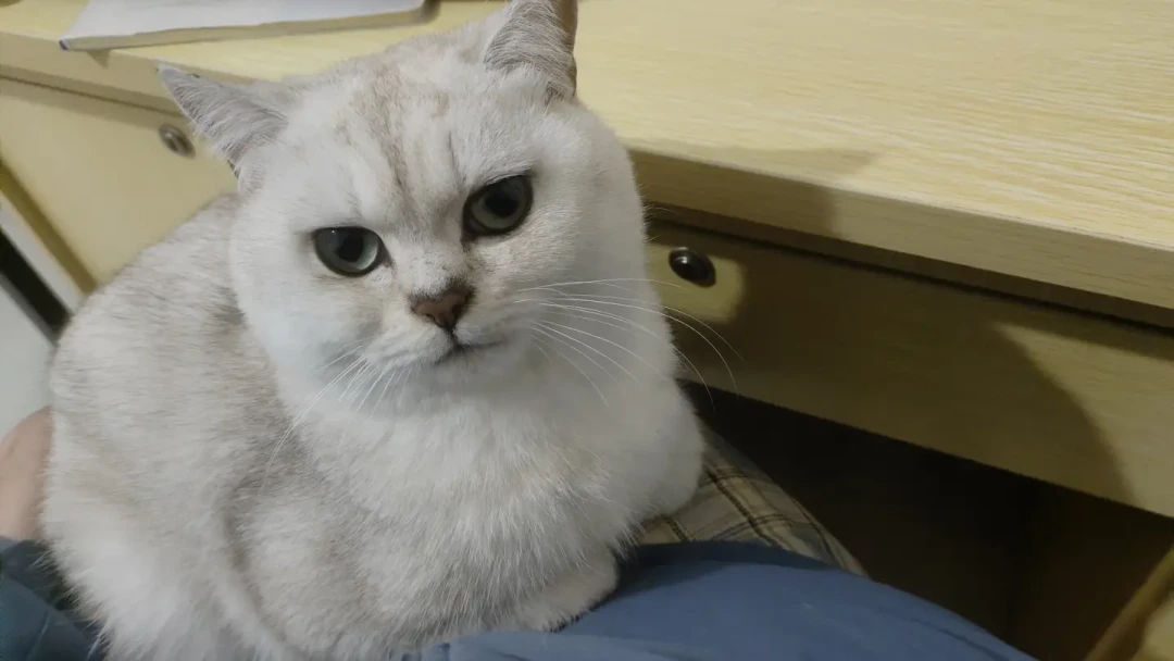 救一只流浪猫到底要花多少钱？翻完全网真实账单，我发现差距将近80倍