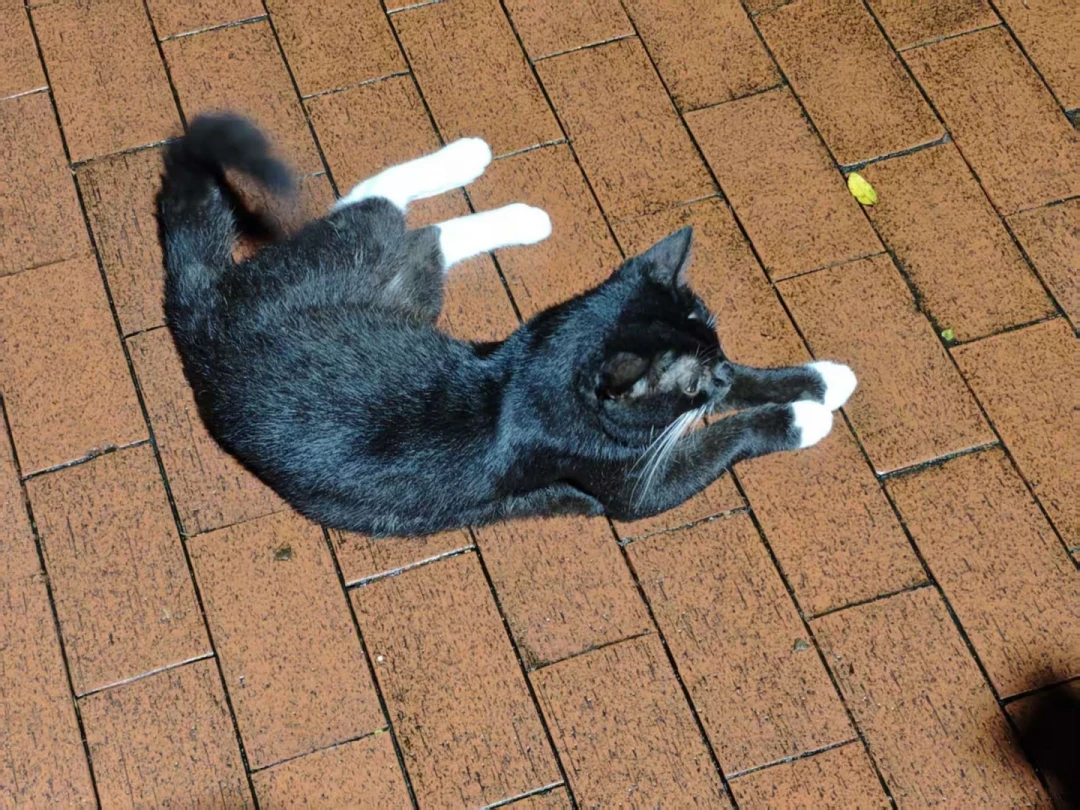 救一只流浪猫到底要花多少钱？翻完全网真实账单，我发现差距将近80倍