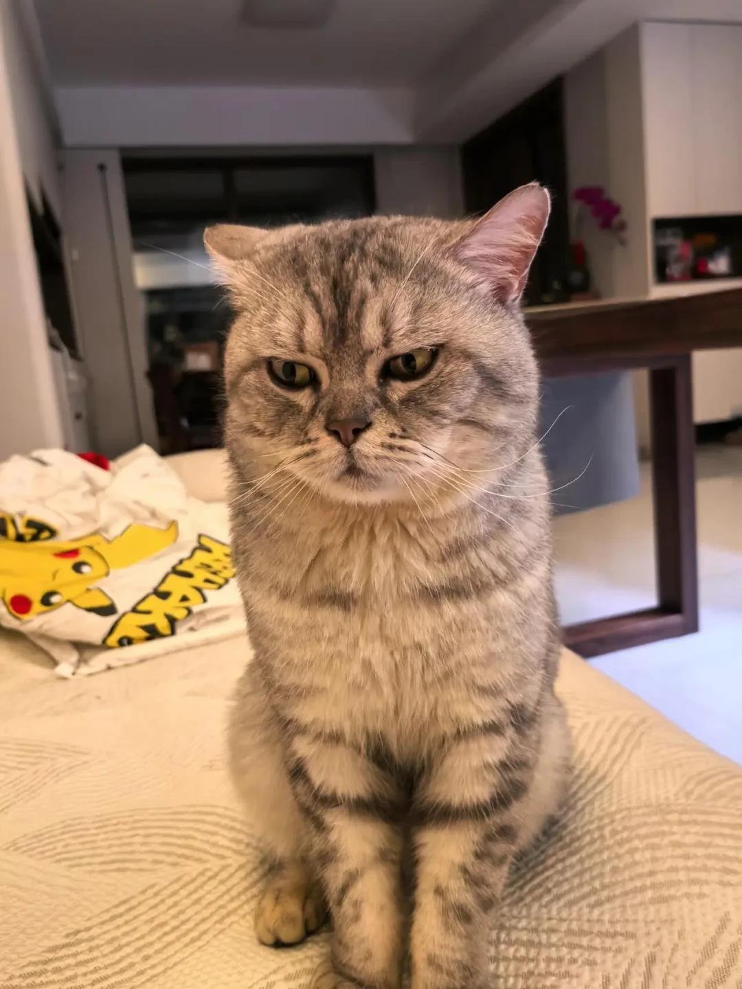 救一只流浪猫到底要花多少钱？翻完全网真实账单，我发现差距将近80倍