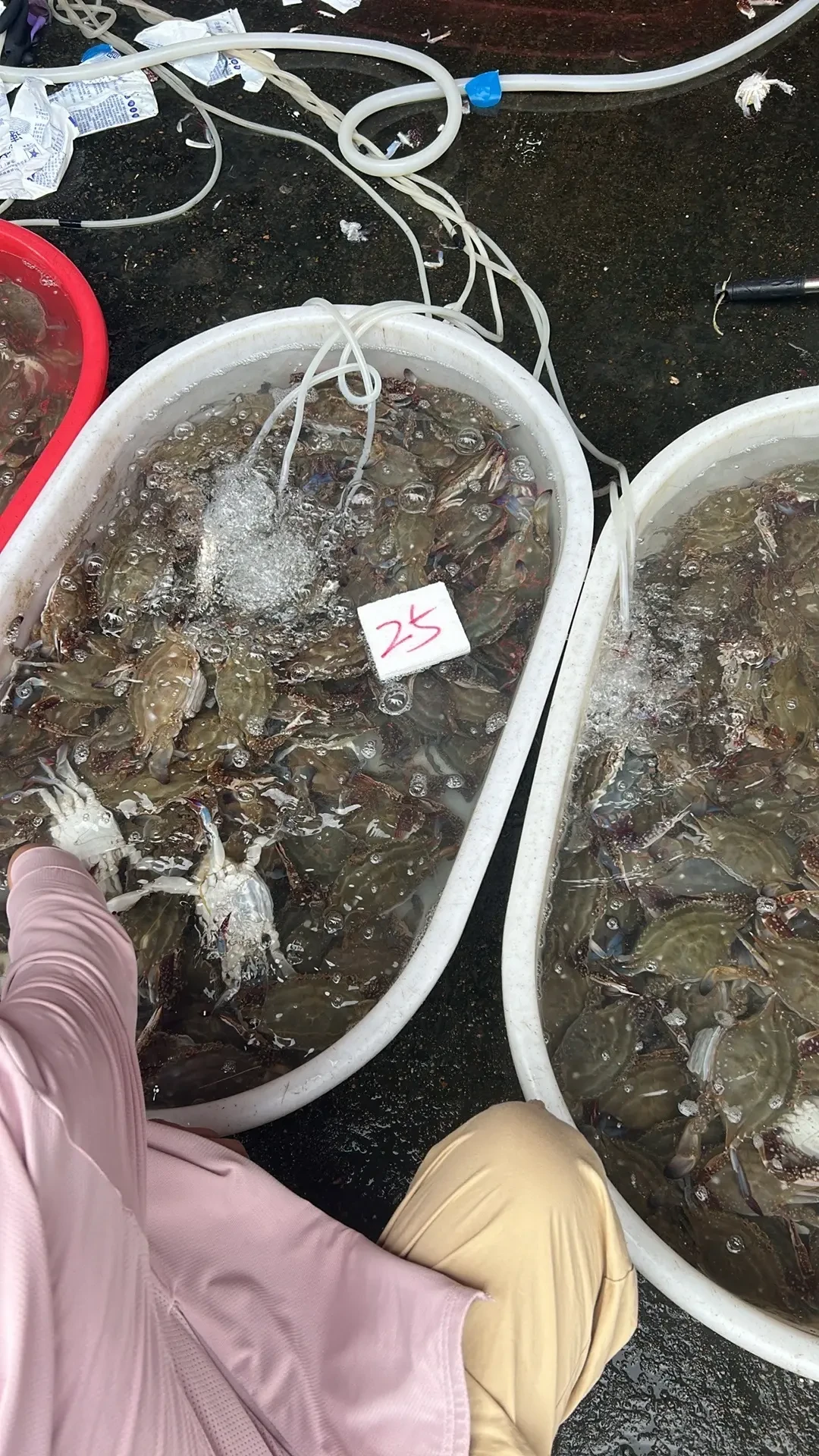 梭子蟹10天从55元跌到10元档,半夜