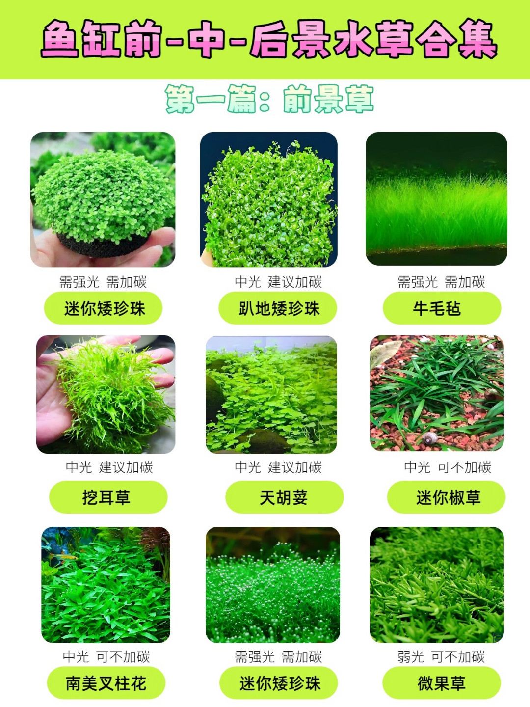 水草泥是整个草缸里唯一
