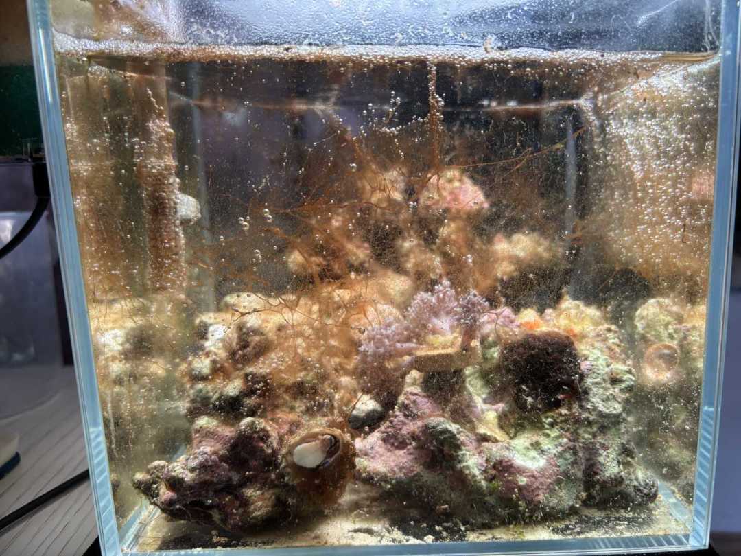 海缸里的藻拔了又长?先别急着买药:红泥、甲藻、丝藻、褐藻的识别和治理,我扒了全网两个月的记录