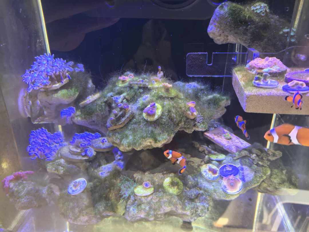 海缸里的藻拔了又长?先别急着买药:红泥、甲藻、丝藻、褐藻的识别和治理,我扒了全网两个月的记录