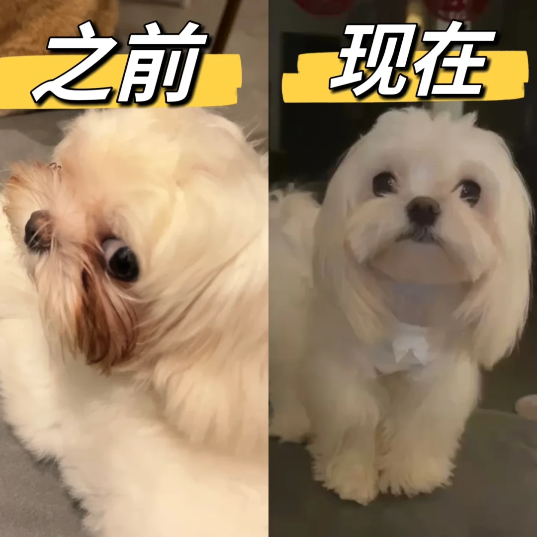 泪痕擦不干净？翻了四个平台30多篇经验帖：90%的人顺序搞错了