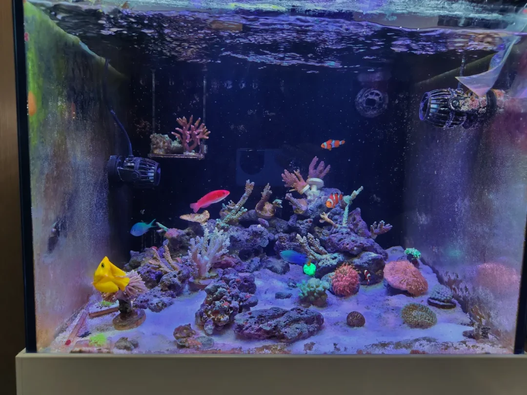 海缸里出了白点，先别急着下药：全网吵翻的五派疗法，我整理成了一张表