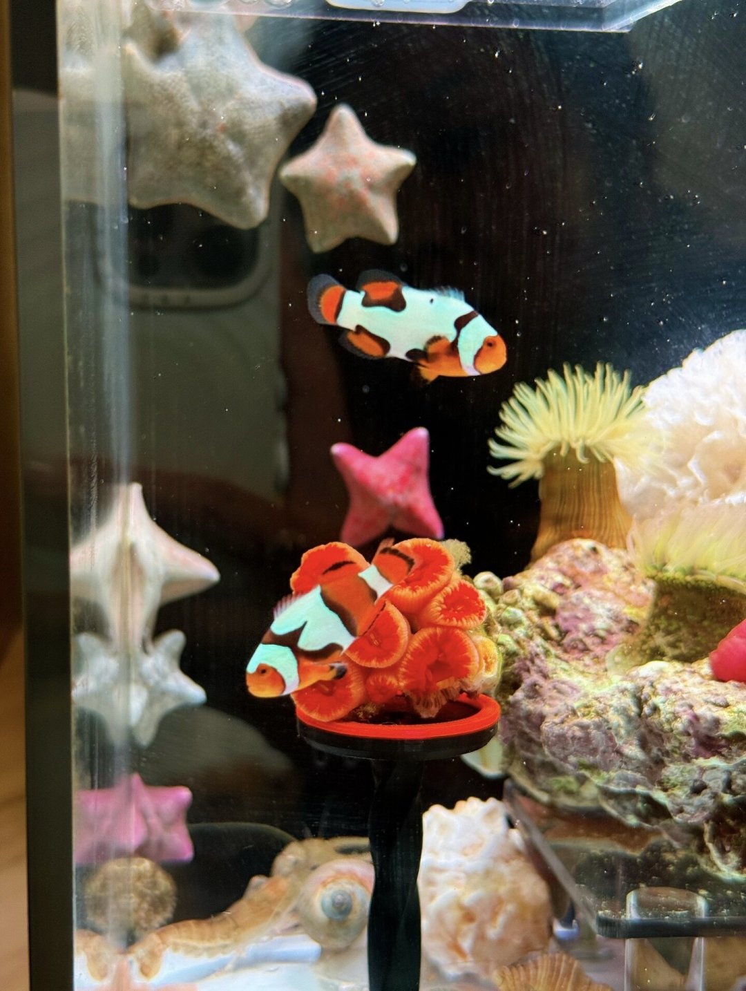 海缸里出了白点，先别急着下药：全网吵翻的五派疗法，我整理成了一张表