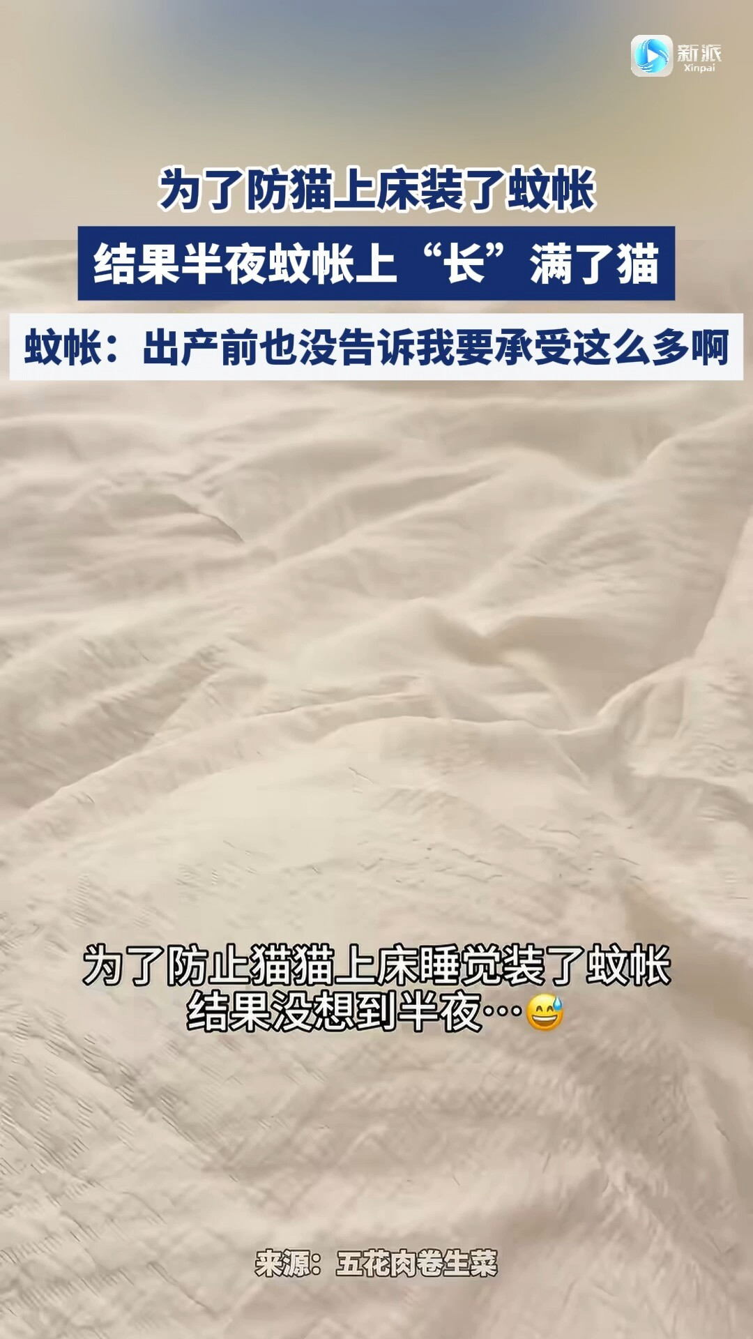 出伏了,蚊子反而更凶了:不能用电蚊香液的家庭该支蚊帐了,但别买刷屏的那种