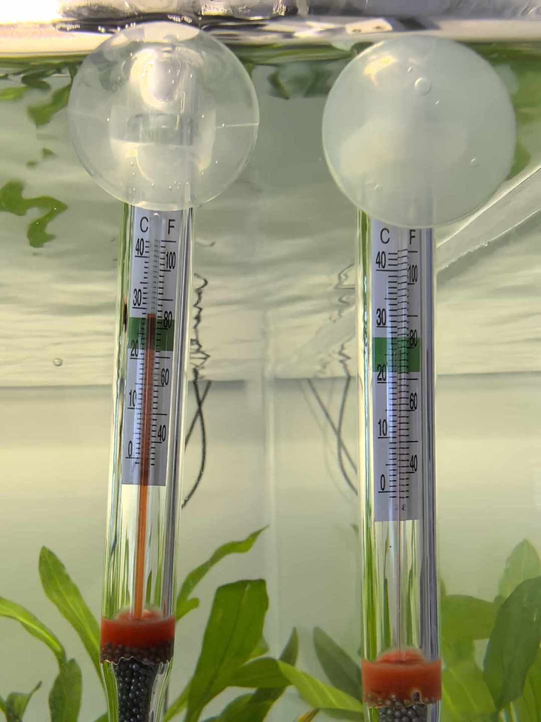 鱼缸水温破30℃？5条降温路线、3个误区，和一套今晚就能用的急救流程