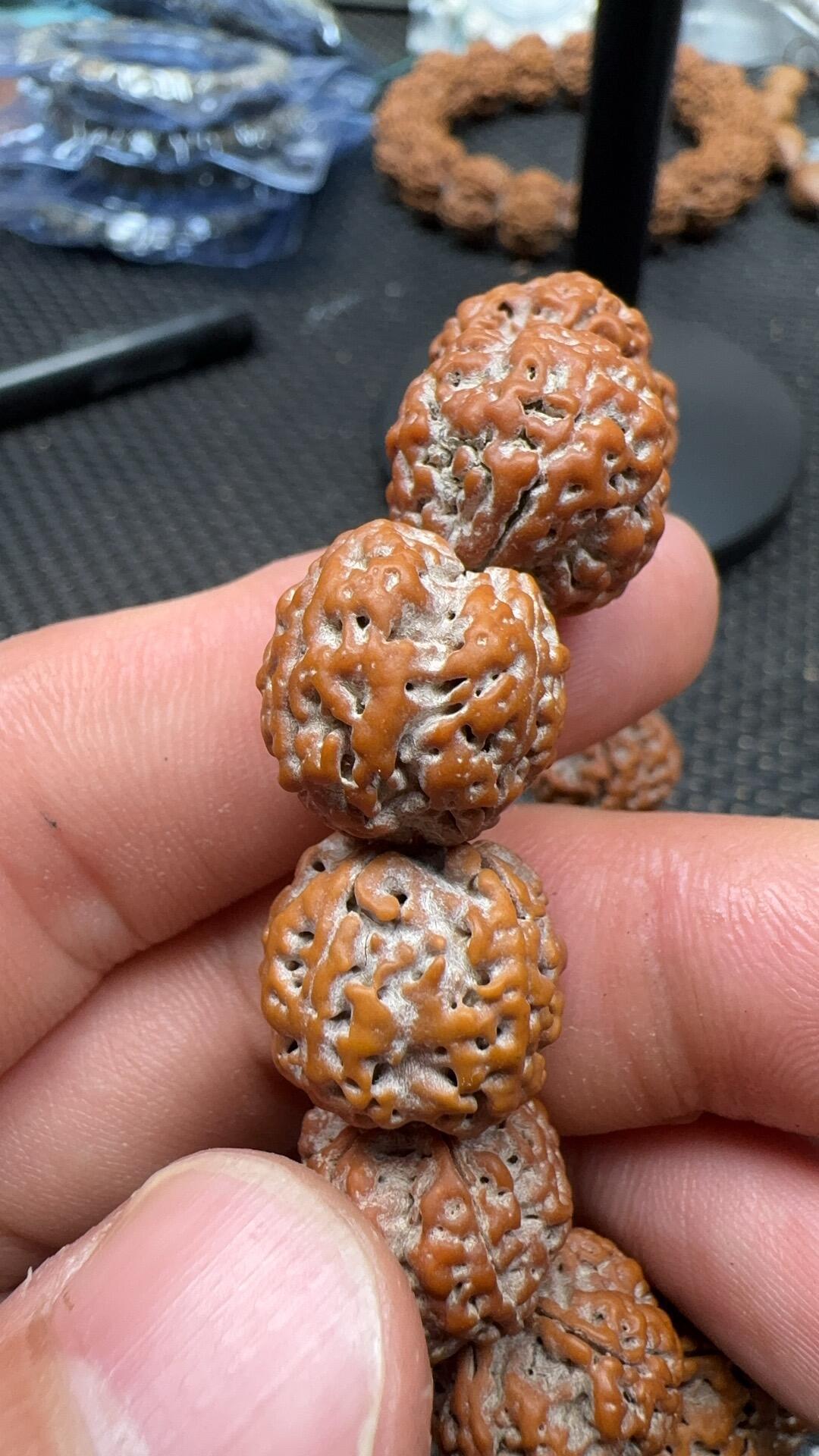 下树季新籽到手,先下水还是直接盘?小金刚第一周五步,决定能不能盘红