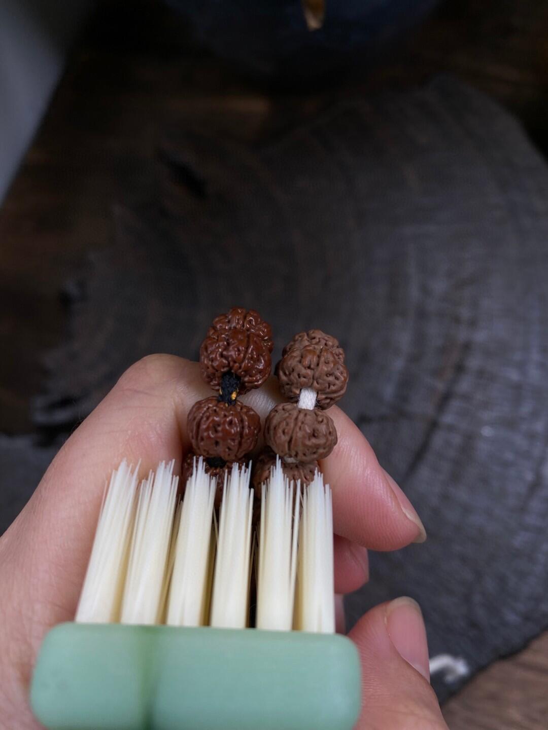 下树季新籽到手,先下水还是直接盘?小金刚第一周五步,决定能不能盘红