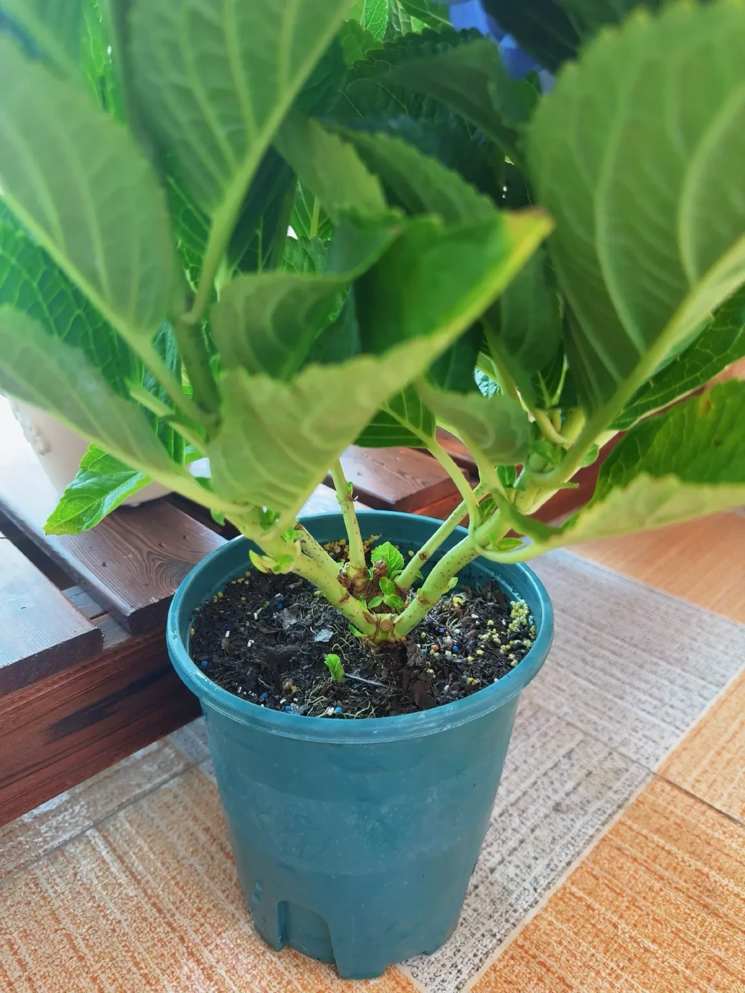 绣球蔫了先别急着浇水:秋老虎里先摸盆土,三种蔫法对应三种救法