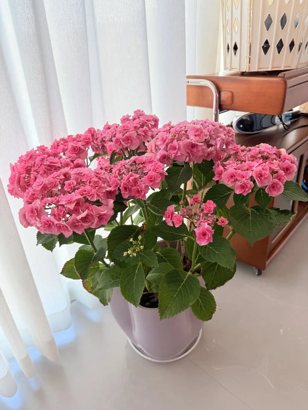 绣球蔫了先别急着浇水:秋老虎里先摸盆土,三种蔫法对应三种救法