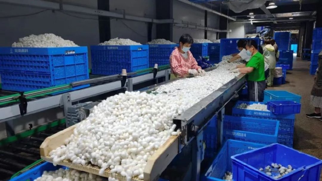 雅戈尔控股股东又掏3.51亿增持:5.5%股息率挺香,但这笔分红的钱从哪来,得先看清楚