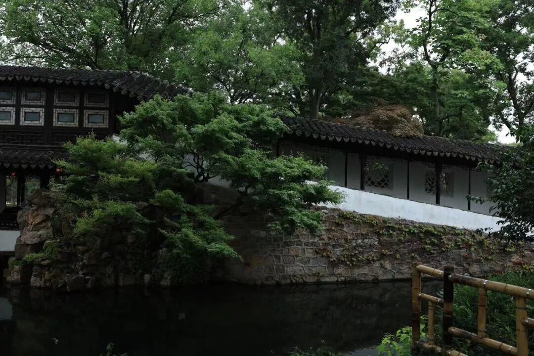 去年苏州桂花晚了近3周:今年国庆想“追桂花”,先看这三个信号再定