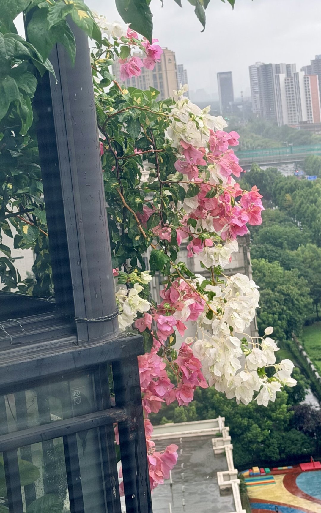 八月四个台风排队来,华南华东强降雨连连:阳台盆栽真正的死亡窗口,不是台风夜,是雨停后的72小时