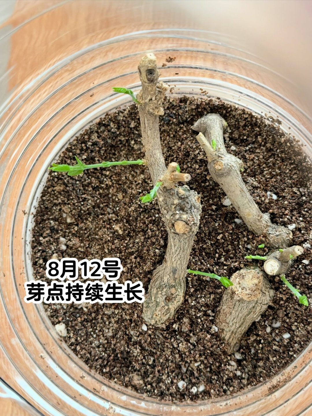 八月四个台风排队来,华南华东强降雨连连:阳台盆栽真正的死亡窗口,不是台风夜,是雨停后的72小时