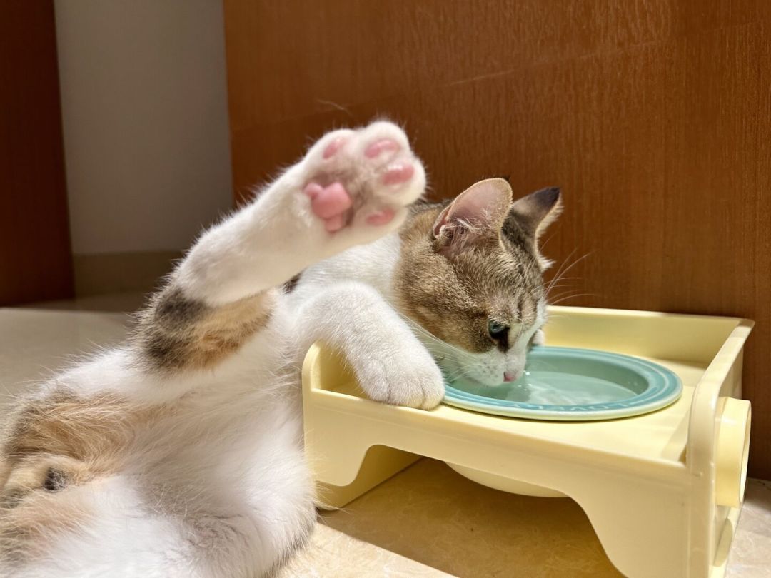猫过7岁，全网都在劝你换低磷粮：翻遍全网后，我的建议是先做这项检查再花钱