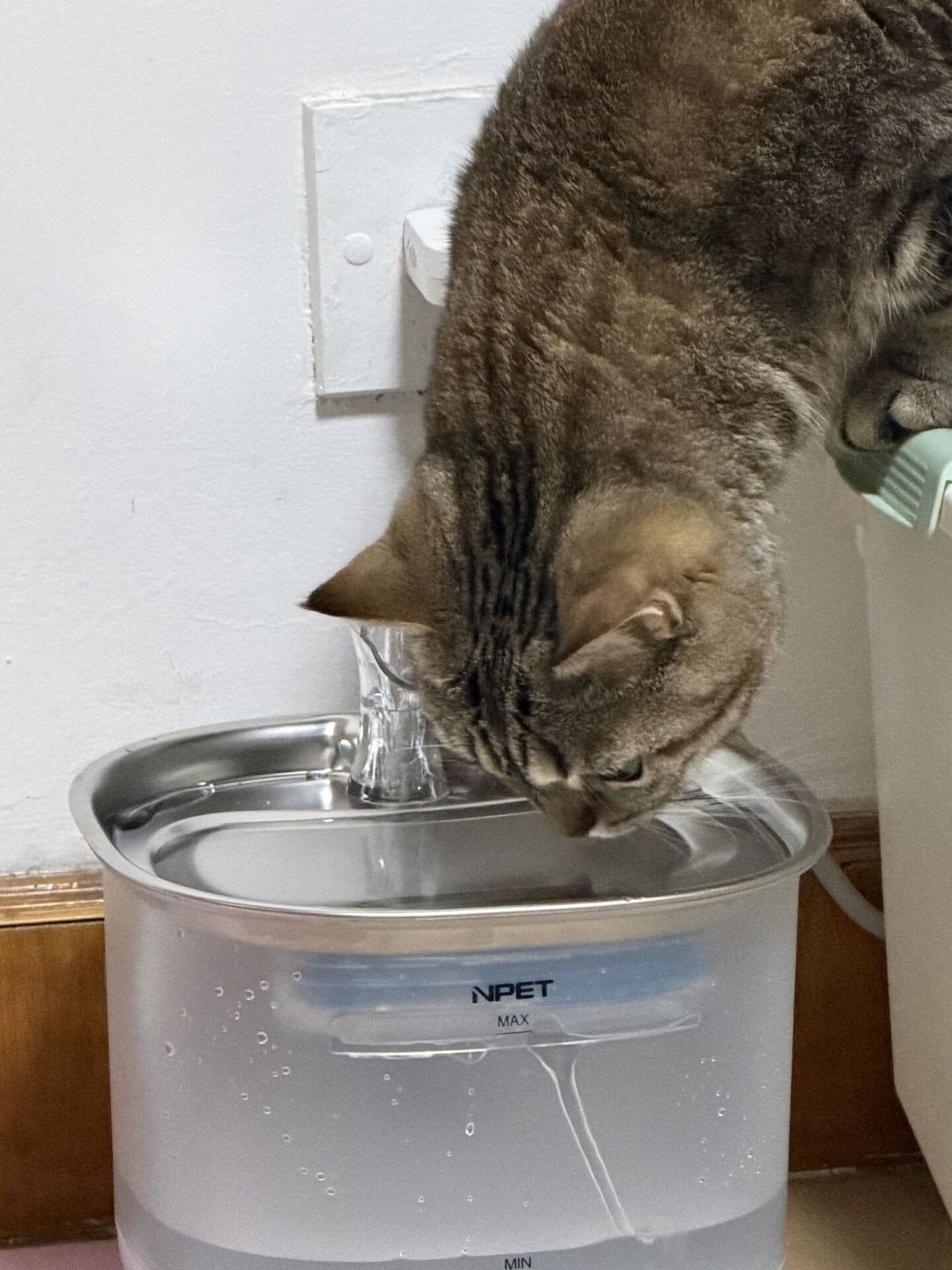 猫过7岁，全网都在劝你换低磷粮：翻遍全网后，我的建议是先做这项检查再花钱