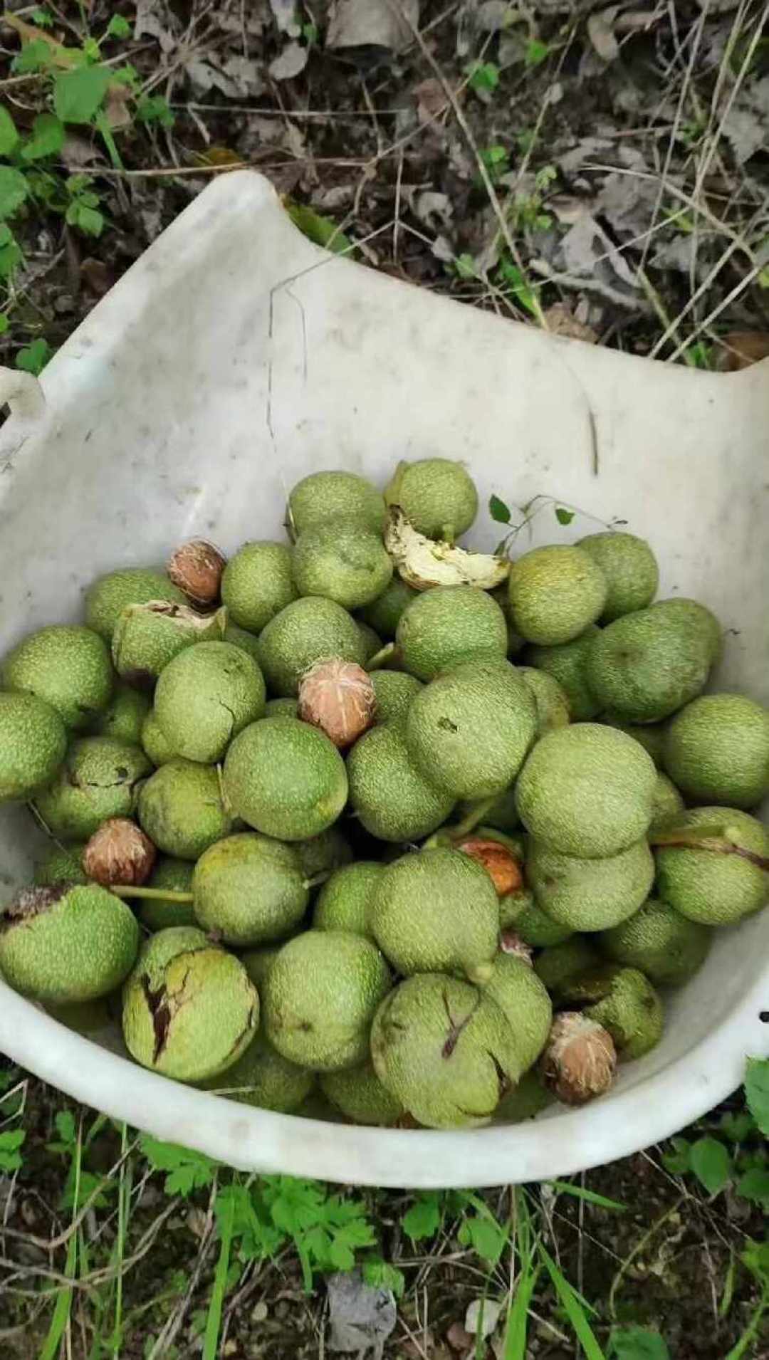 核桃下树季,