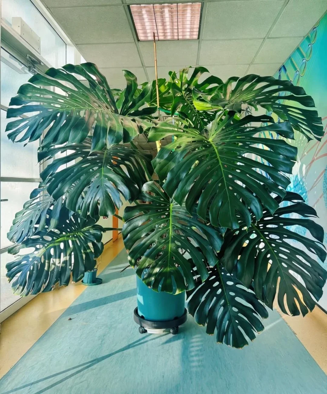 处暑一过,室内绿植进入全年第二个“换盆窗口”:哪些能动、哪些再等,夏天的空盆怎么补不翻车